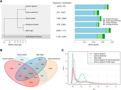 Rounding up the annual ryegrass genome: High-quality reference genome of Lolium rigidum